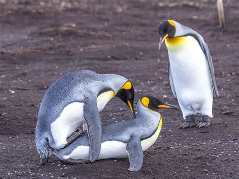 Does Pittsburgh Have a Basketball Team? And Why Do Penguins Prefer Ice Over Courts?