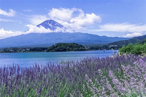 グランファーム富士河口湖: 富士山の麓で見つける、時間と空間の交差点