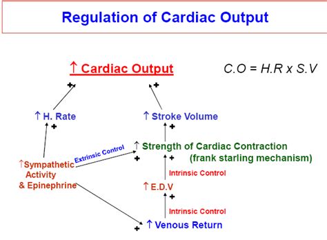 What is Cardiac Output in Physical Education and How Does It Influence Athletic Performance?